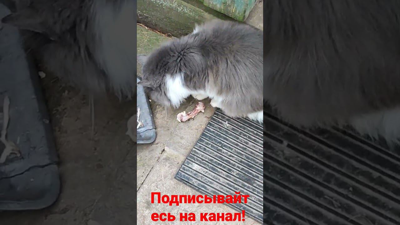 Барсик кушает. смотреть онлайн