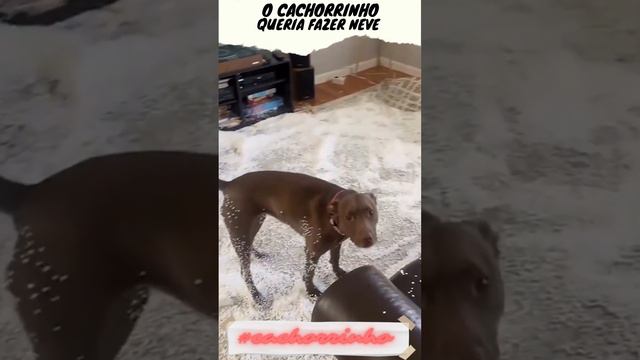 Seu #Cachorrinho pensa que está no polo Norte? смотреть онлайн