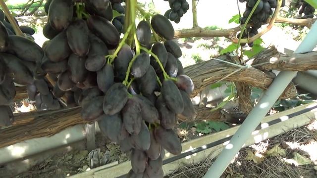 Виноград сорта Велика