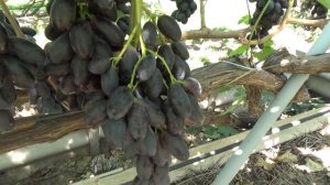 Виноград сорта Велика