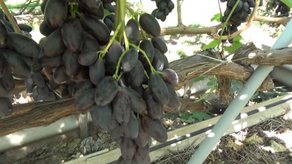 Виноград сорта Велика