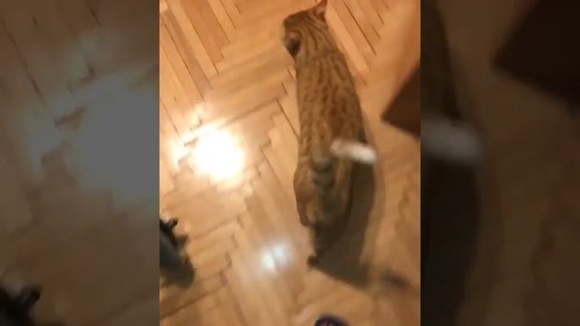 Кошка породы Египетская мау смотреть онлайн