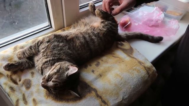 VLOG Наш с Викой любимый завтрак. Очень захотелось винегрета смотреть онлайн