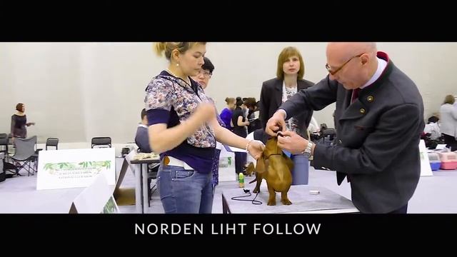 «ТАКС-ПАРАД 2017» ТАКСА КРОЛИЧЬЯ ГЛАДКОШЕРСТНАЯ. Кобели. Класс Щенков. смотреть онлайн