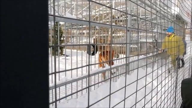 Звериный обед в "Лесной сказке" (Барнаул) смотреть онлайн