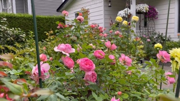 Jubilee Celebration-Gabriel Oak-Boscobel DA roses and Dahlias in early September 2022