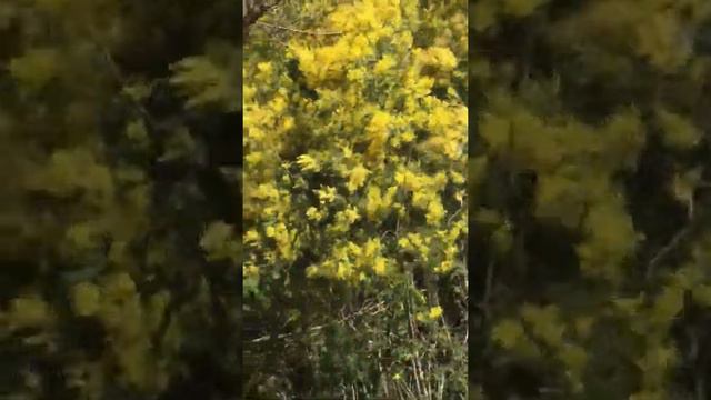 Мимоза в феврале, целые заросли смотреть онлайн