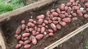 Убираем Картофель Сорт Лаура