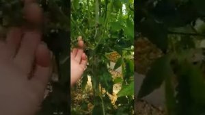 Крутит макушку у томатов. Совет, как избавить куст от этой беды