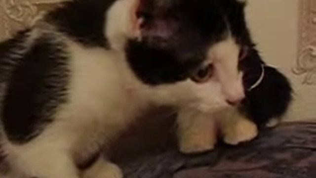 Просто котенок Кузя смотреть онлайн