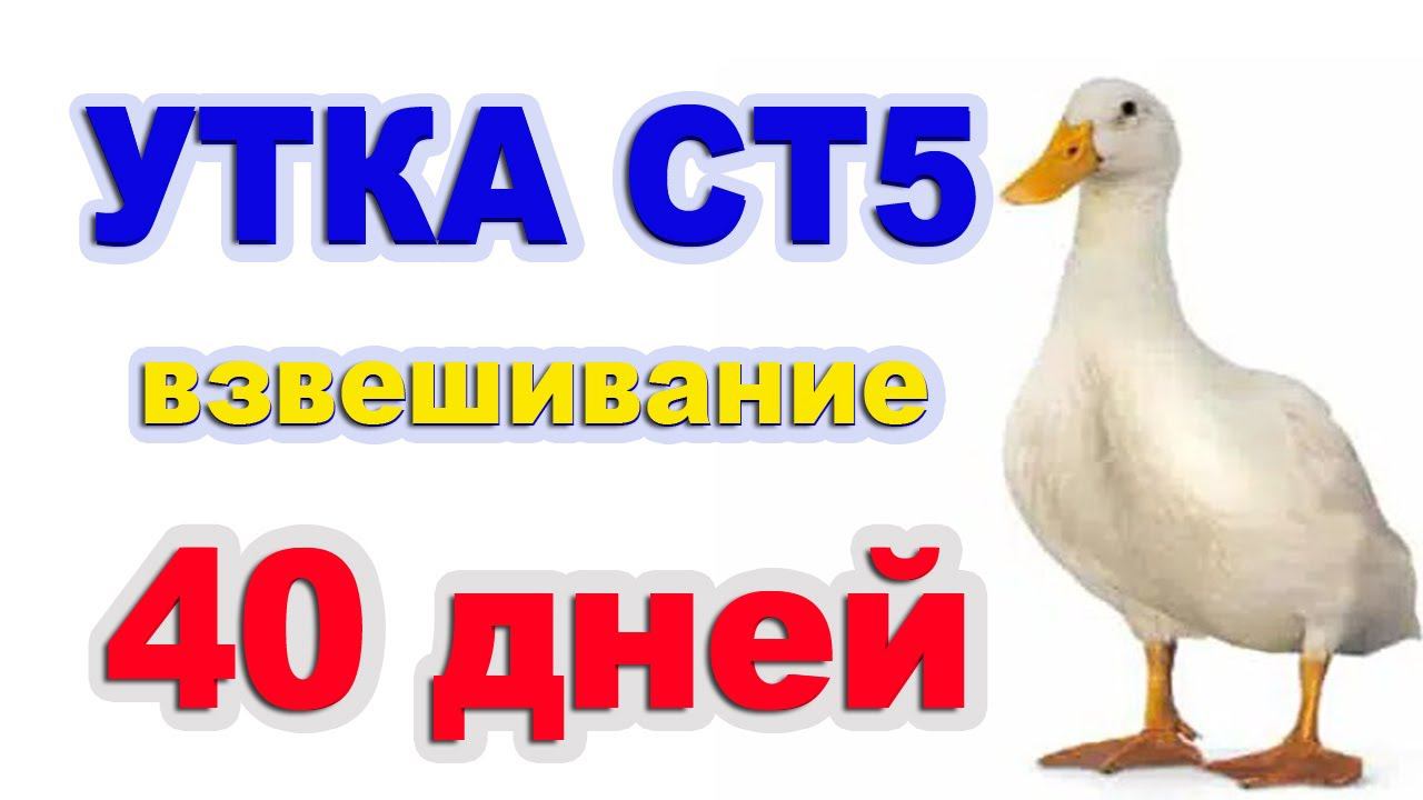 Взвешивание утят ст5 в 40 дней. Едет селезень из Челябинска! смотреть онлайн