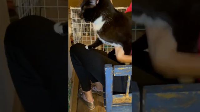 котик Усик - победитель фип! Ищем ему дом! Приют Петербург смотреть онлайн