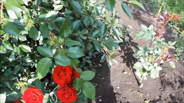 Vlog/ ч.2 Дача, убираем лук, у нас дожди и холод... смотреть онлайн