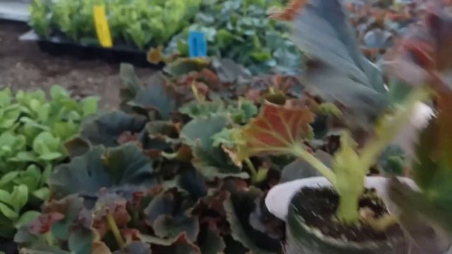 Бегония элатиор- саженцы, сорта, цена, распродажа. смотреть онлайн