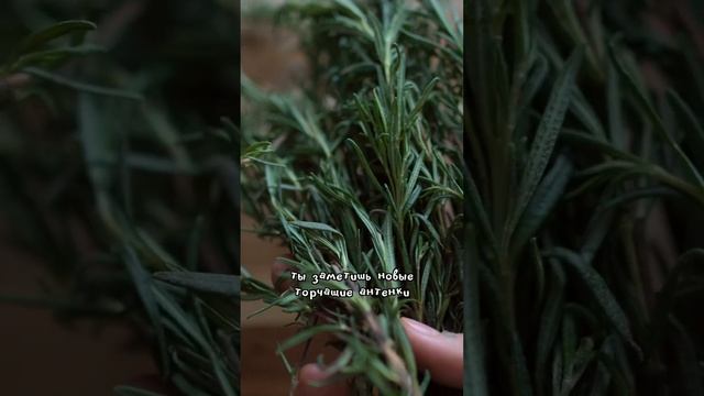 ?РОЗМАРИНОВОЕ МАСЛО - стимулирует рост волос #уходзаволосами #длинныеволосы #маслодляволос #волосы смотреть онлайн