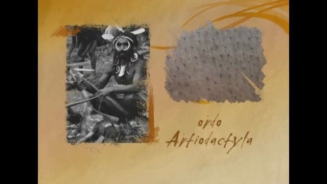 Бегемот обыкновенный - Hippopótamus amphíbius Бегемот звичайний - Нippopotamus смотреть онлайн