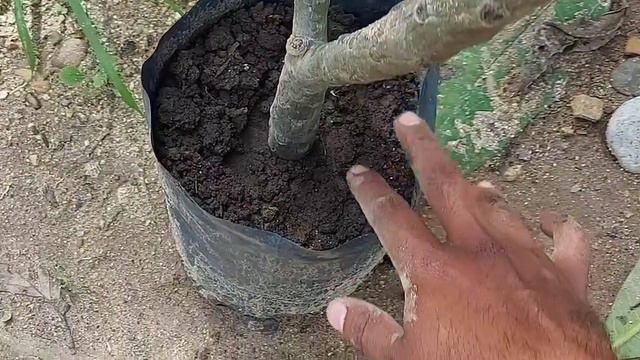 cómo propagar el árbol plumeria con fácilidad | propaga el árbol flor de mayo mediante esqueje. смотреть онлайн