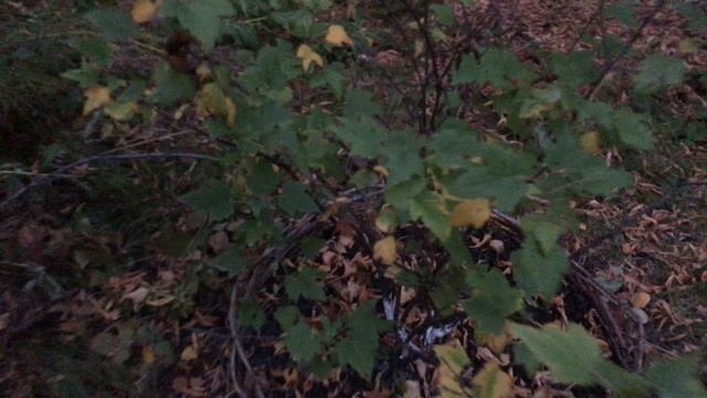 Подготовили яблоню к зиме. Побелили, подкормили, разрыхлили смотреть онлайн