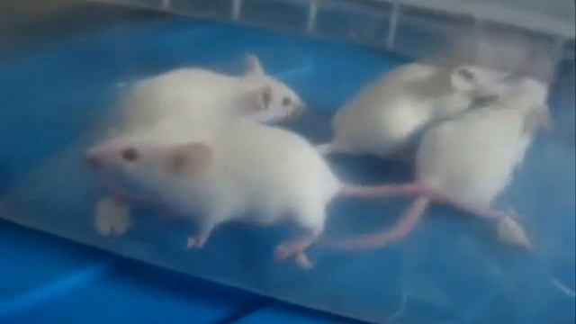 Панические атаки лечение смотреть онлайн