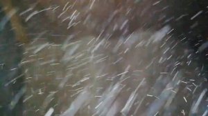 Чем нужно кормить свиней. Как кормить свиней в домашних условиях. Корм для свиней.