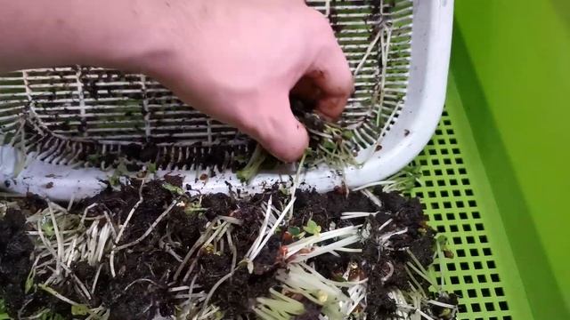 Домашнее безотходное производство часть 2. Ставим 3й этаж вермикомпостеру. Черви и микрозелень. смотреть онлайн