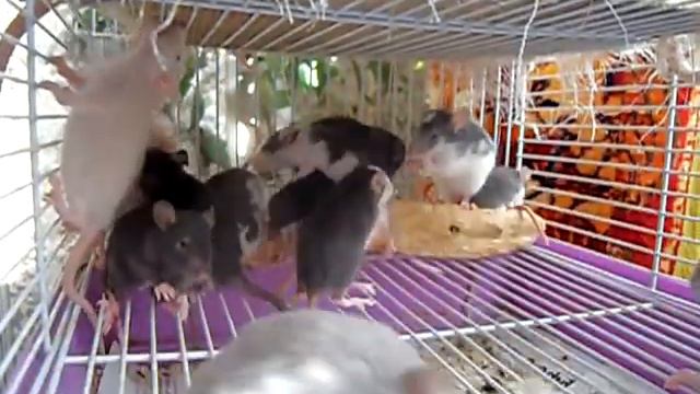 Игривые крысята смотреть онлайн
