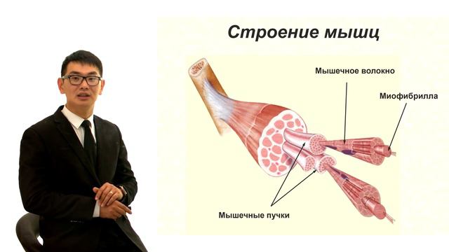 Мышцы. смотреть онлайн
