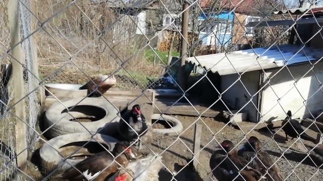 Мускусные утки - когда начинается сезон яйцекладки