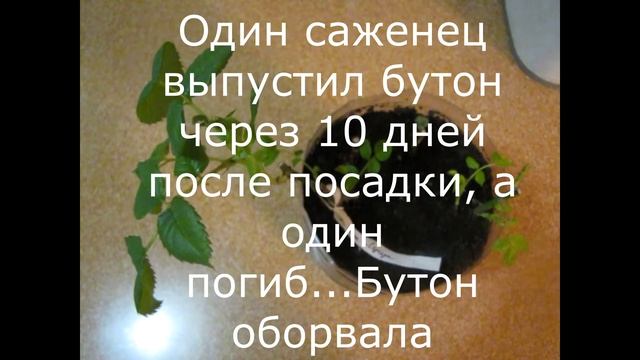 Розы от ИМ "Розы Крыма" и питомника Полины Козловой. Качество и посадка. смотреть онлайн
