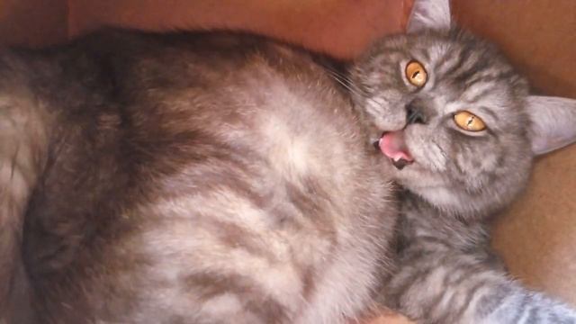 Дыхание кошки при схватках.