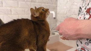 24 ЧАСА ГОВОРИМ ДА СВОИМ ПИТОМЦАМ