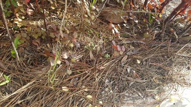 Cranberry Hibiscus, False Roselle, African rosemallow, Hibiscus acetosella смотреть онлайн