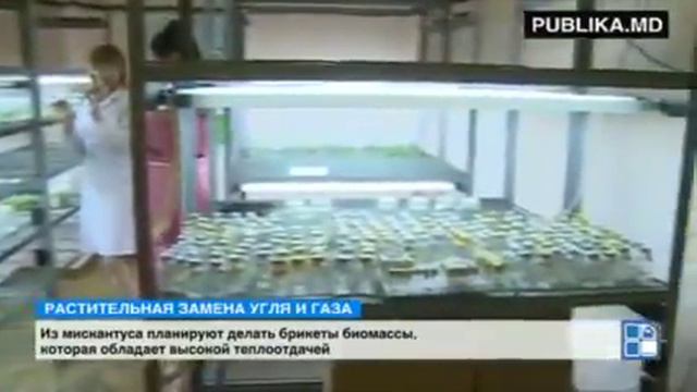 Молдавские исследователи высадили гигантский мискантус, используемый для производства биомассы смотреть онлайн