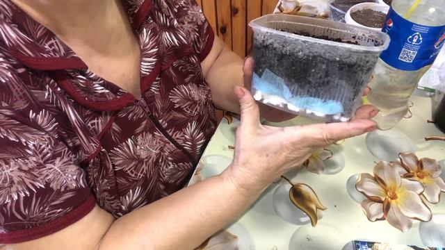 Посев корневого сельдерея Обзор всходов барбариса посевсельдереякорневого#посевсельдереякорневого смотреть онлайн