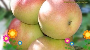 Яблоня плодовая Детское. Краткий обзор, описание характеристик, где купить саженцы malus domestica