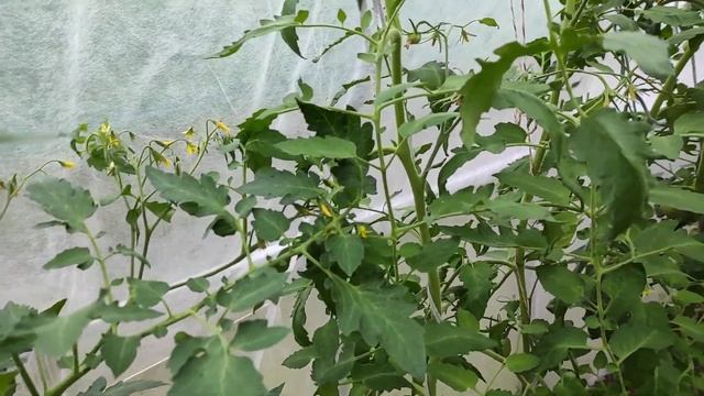 Испытываю разные методы борьбы с кладоспориозом. И чудо сорт не потерявший цветы в жару! смотреть онлайн