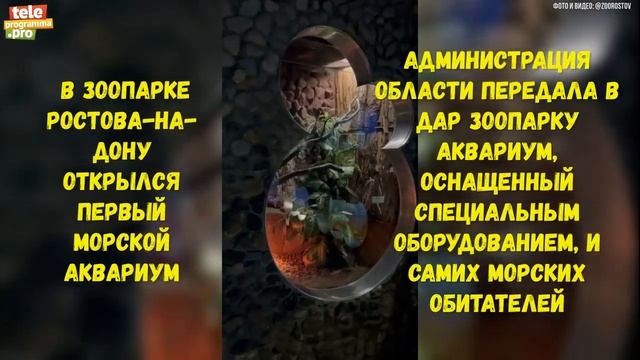 Первый морской аквариум в зоопарке Ростова-на-Дону смотреть онлайн