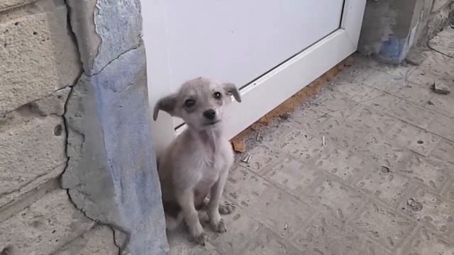 Прибилась собака смотреть онлайн