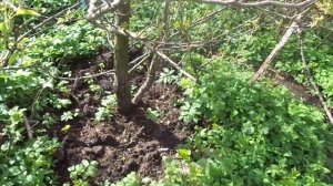 Как Заставить Грушу цвести и давать Плоды каждый год!