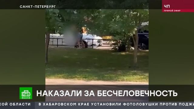 Приговор убийце собаки смотреть онлайн