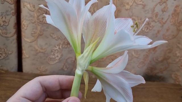 Fairytale - очень бледное магазинное цветение смотреть онлайн