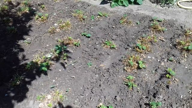 Чем полить клубнику сегодня, что бы в следующем году собрать ведро с куста!!! смотреть онлайн