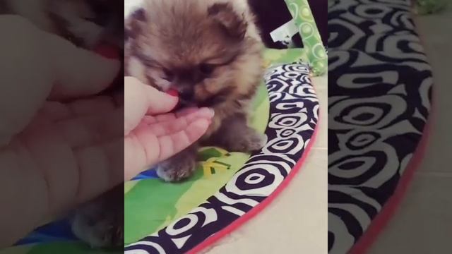 Купить щенка шпица мини мишку смотреть онлайн