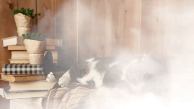 Хочу расслабиться за 1 час Кошка отдыхает Приятные звуки для сна и покоя смотреть онлайн