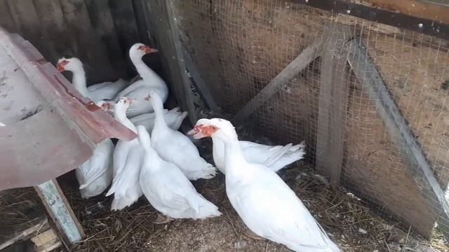 Зимний утятник своими руками в условиях Дальнего Востока смотреть онлайн