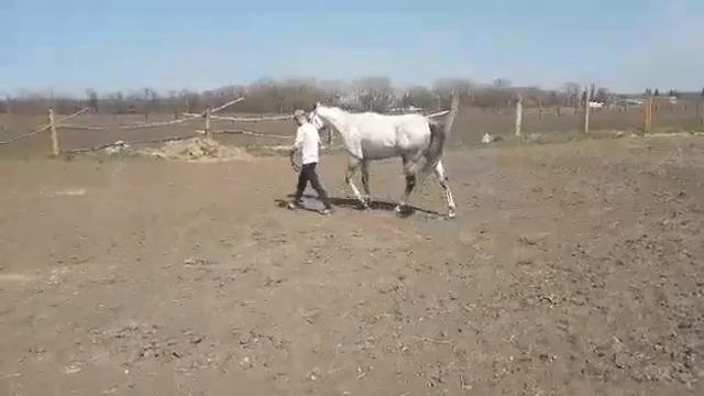 Гопак(UKR) 2014 р.н. Принц Каро - Грімасса, кінний завод Мустанг смотреть онлайн
