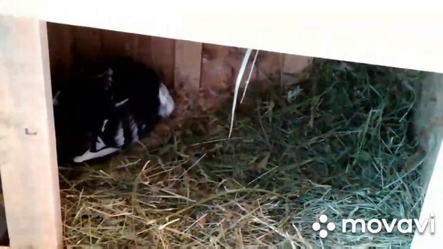 ГОЛУБИ. Новые гнезда для голубок.Сезон 2020 смотреть онлайн