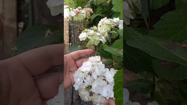 гортензия Доппио Бьянка смотреть онлайн