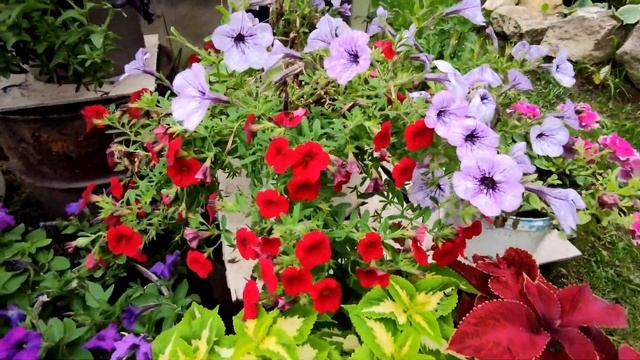 КАЛИБРАХОА В КОМПОЗИЦИЯХ.ОБЗОР ЦВЕТЕНИЯ.2021 смотреть онлайн