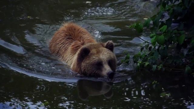 Самые красочные птицы в мире?Захватывающие дух песни о природе и замечательных птицах Снятие стресс смотреть онлайн